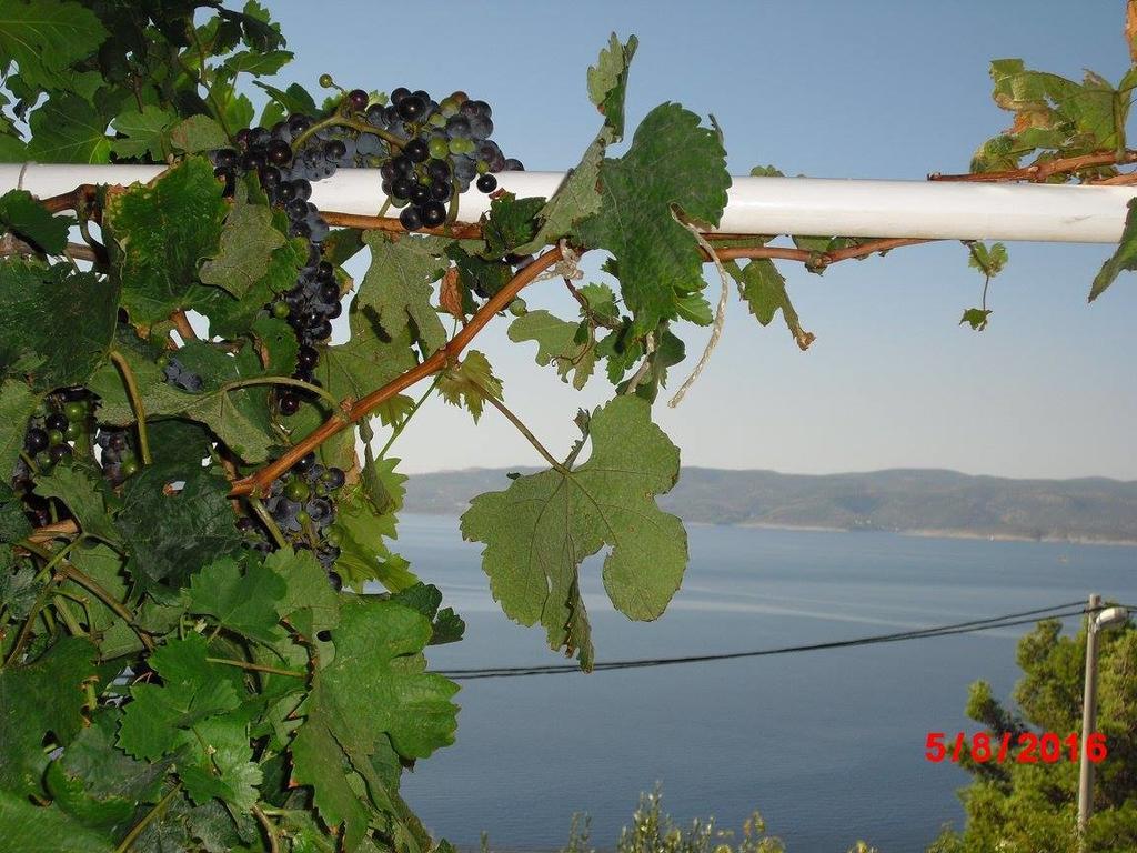 Vakantiehuis Marusici
